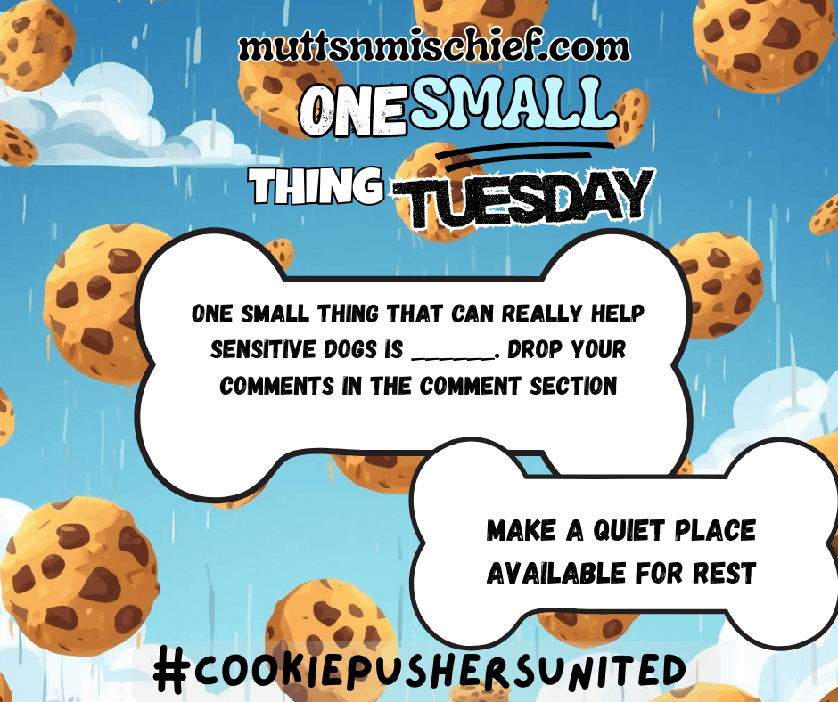 One Small Thing Tuesday&nbsp;🐾